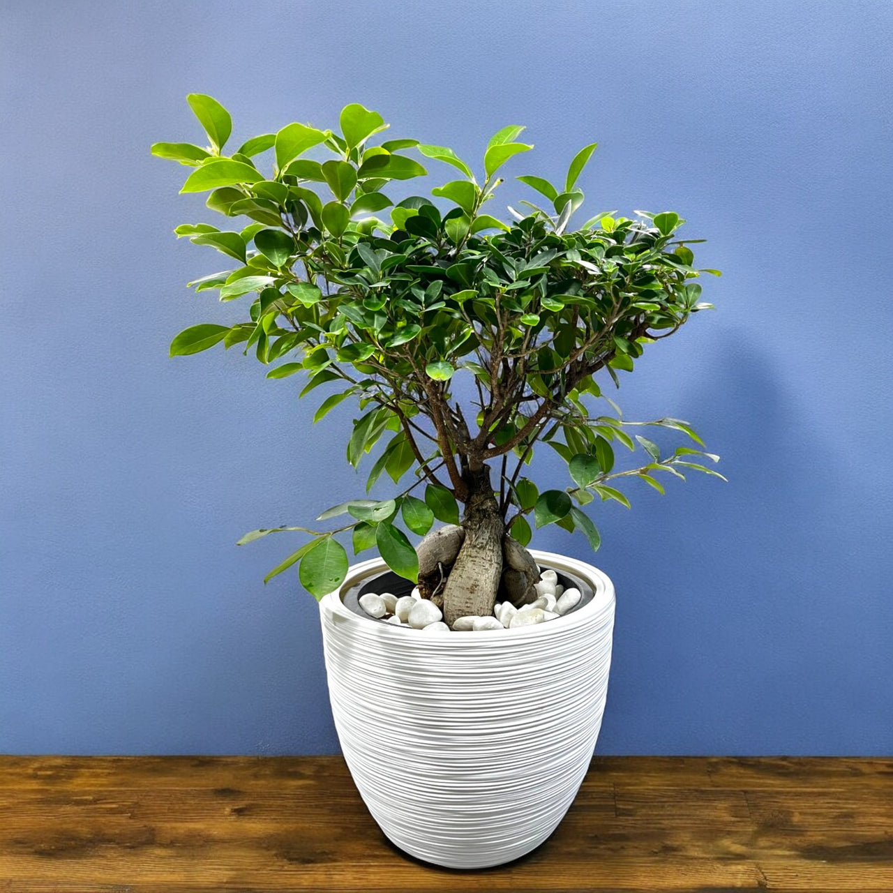 Ficus Ginseng Bonsai - Ficus Retusa Plant
