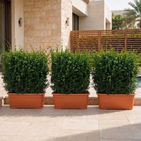 Instant Hedge Fence Bundle of 3 - Ehretia Microphylla Hedge Shape 70x90x30cm