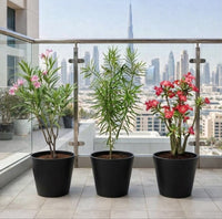 Sun-Kissed Bundle — Oleander + Thevetia + Desert Rose - 40-50cm | Dubai Balcony Edition