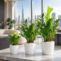 The ZZ Tower – Ladderized ZZ Plant Bundle of 3 | UAE Offices & Home's Best