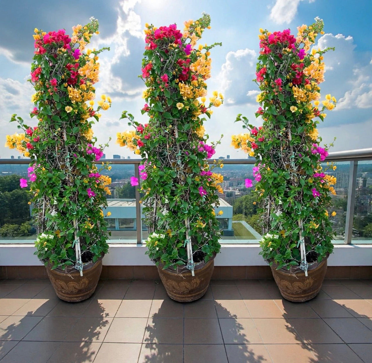 Multicolor Bougainvillea Set of 3 — Tall Flowering Patio Statement