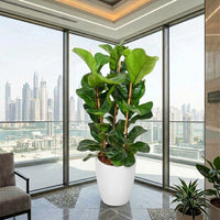 Ficus Lyrata – Fiddle Leaf Fig – Fig Tree