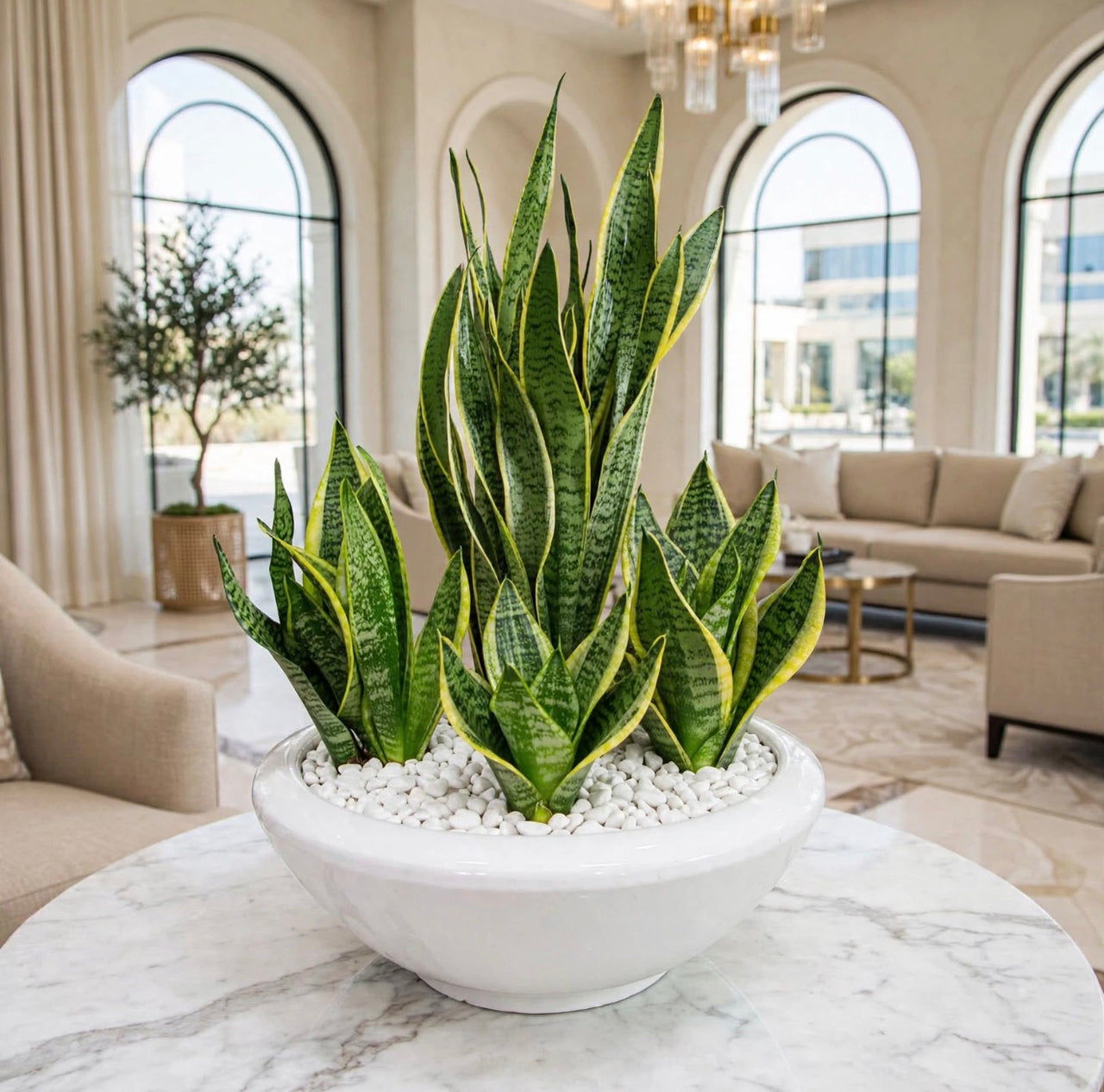 Sansevieria Family Set – Triple Mini + 30cm Snake Plant – Premium Ceramic Bundle