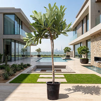 Plumeria Obtusa - Frangipani
