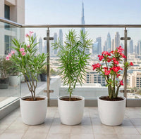 Sun-Kissed Bundle — Oleander + Thevetia + Desert Rose - 40-50cm | Dubai Balcony Edition