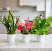 Plant Parent Starter Kit — Snake Plant + Aglaonema + Money Plant - 20-30cm