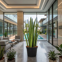 Sansevieria Zeylanica 40–50cm - Snake Plant