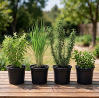Kitchen Herb Garden Starter Kit - Tulsi, Lemongrass, Rosemary, Mint