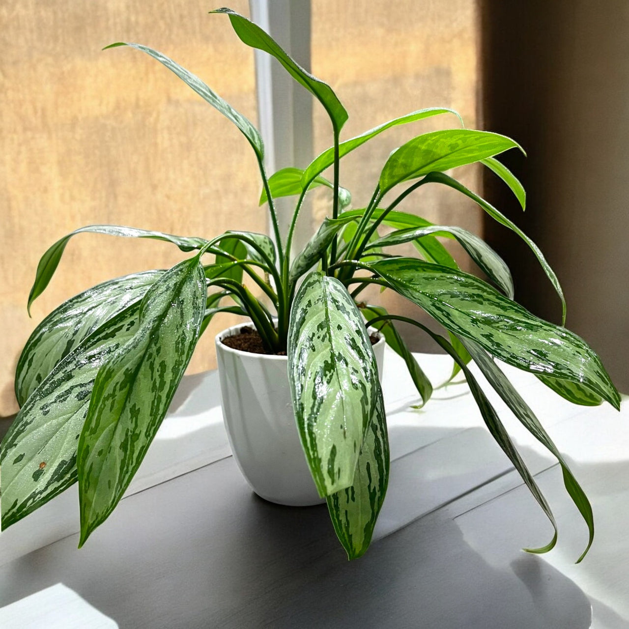 Silver Queen Plant