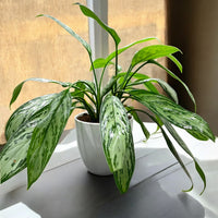 Silver Queen Plant