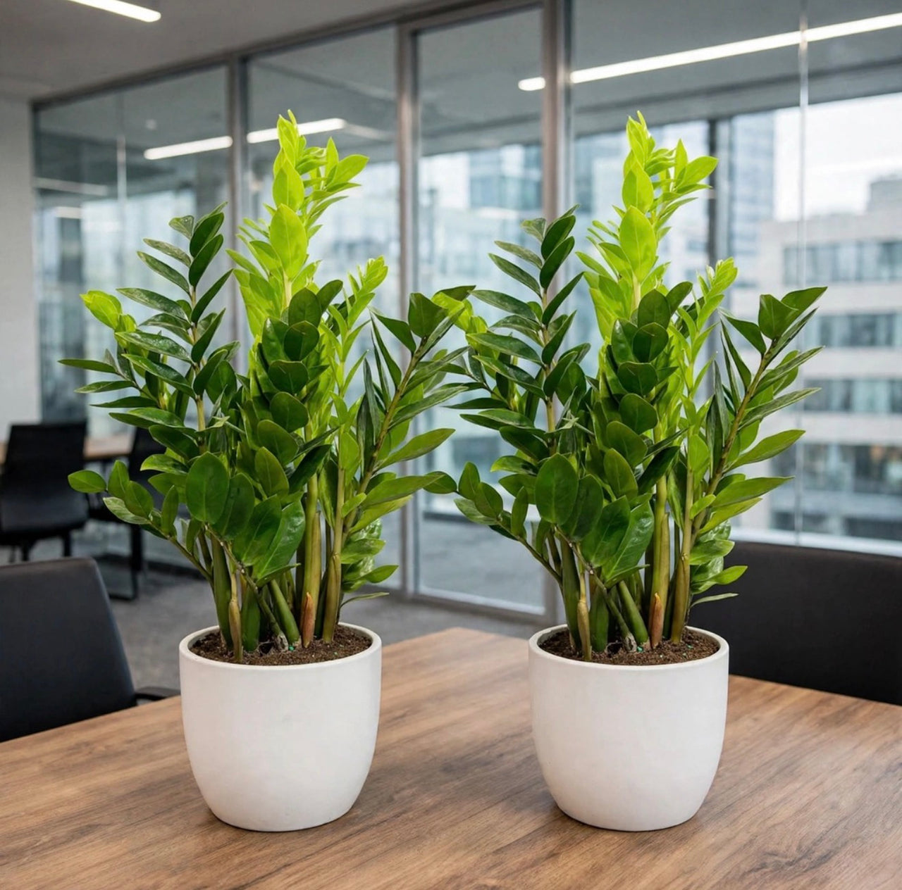 The Meeting Room Duo — 2x ZZ Plant 50-70cm | Ultra Low Maintenance Office Bundle