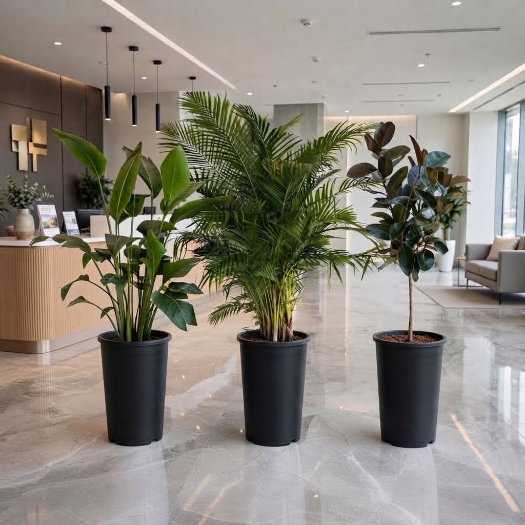 Luxury Lobby Bundle – 3 Large Indoor Plants | Bird of Paradise + Areca Palm + Ficus Elastica