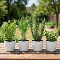 Kitchen Herb Garden Starter Kit - Tulsi, Lemongrass, Rosemary, Mint
