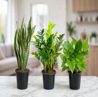 Easy Green Trio — Snake Plant + ZZ + Golden Pothos - 30-50cm