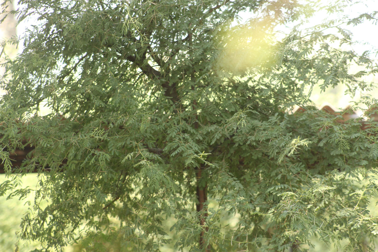 Acacia Arabica