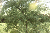 Acacia Arabica