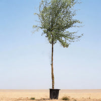 Acacia Arabica