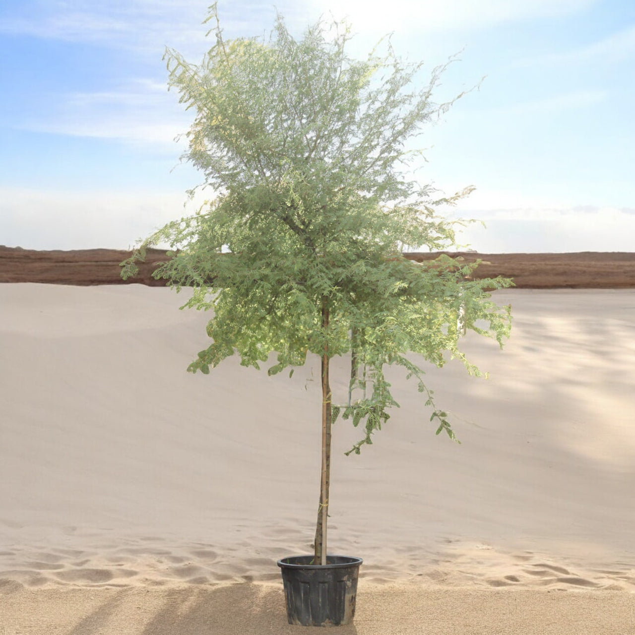 Acacia Arabica
