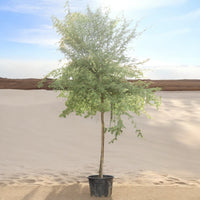 Acacia Arabica