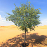 Acacia Arabica