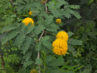 Acacia Farnesiana - Needle Bush - Vachellia Farnesiana