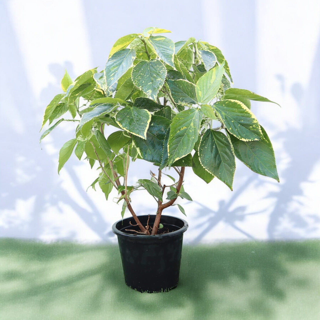 Acalypha Wilkesiana