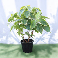 Acalypha Wilkesiana