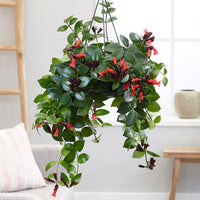 Aeschynanthus Mona Lisa Plant(Lipstick Plant, Red Bugle Vine)