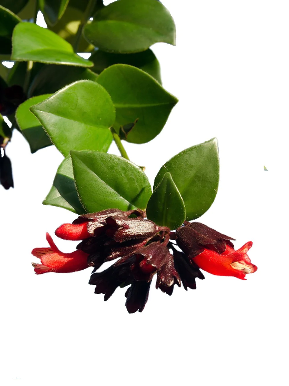Aeschynanthus Mona Lisa Plant (Lipstick Plant, Red Bugle Vine)