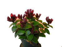 Aeschynanthus Mona Lisa Plant (Lipstick Plant, Red Bugle Vine)