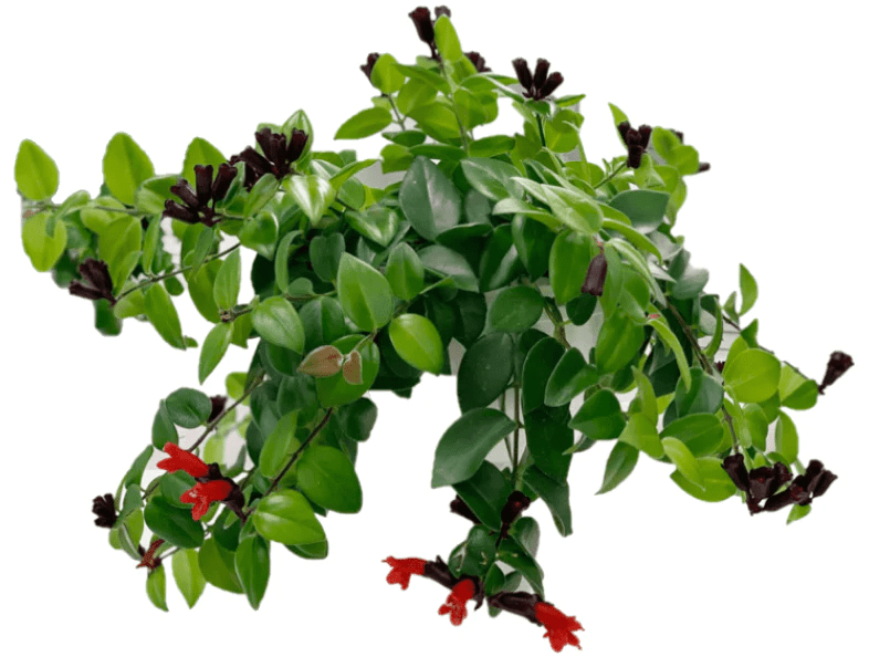 Aeschynanthus Mona Lisa Plant (Lipstick Plant, Red Bugle Vine)