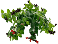 Aeschynanthus Mona Lisa Plant (Lipstick Plant, Red Bugle Vine)