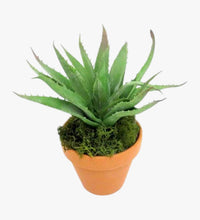 Agave Attenuata Plant - Swan’s Neck Agave - Foxtail - Lion’s Tail Plant