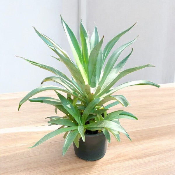 Agave Desmettiana - Smooth Agave