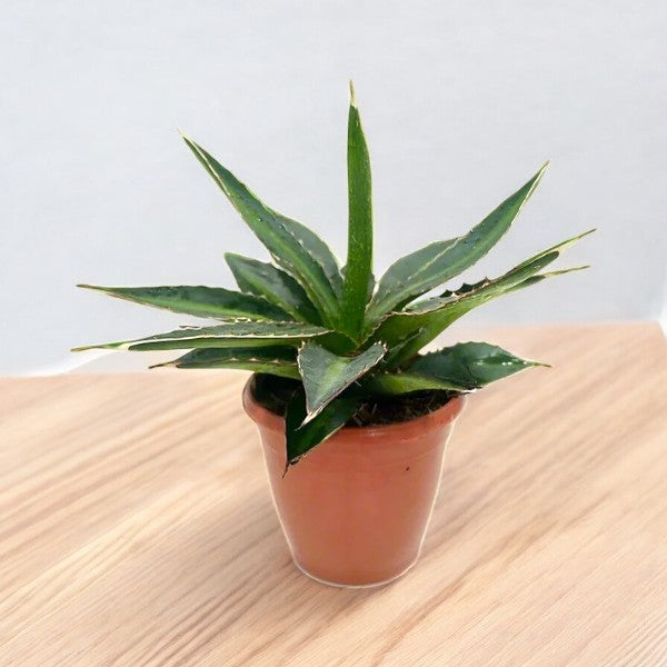 Agave Lophantha - Green