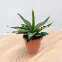 Agave Lophantha - Green