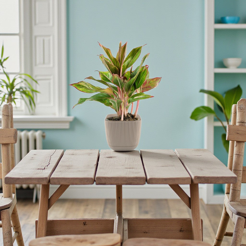 Aglaonema Plant – King of Siam Plant