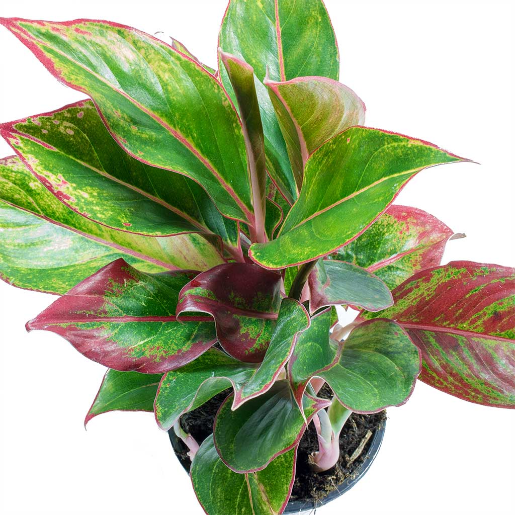 Aglaonema Plant - Red Valentine Plant - Chinese evergreen