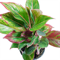 Aglaonema Plant - King of Siam Plant