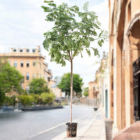 Albizia lebbeck - Lebbek Tree - Frywood
