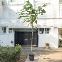 Albizia lebbeck - Lebbek Tree - Frywood