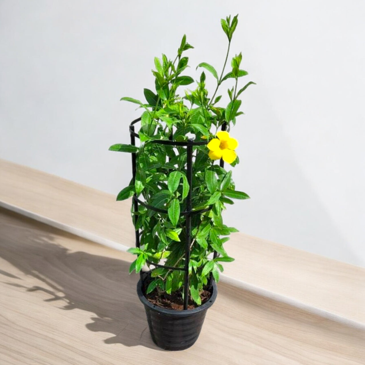 Allamanda Cathartica Plant or Golden Trumpet 70 – 90cm