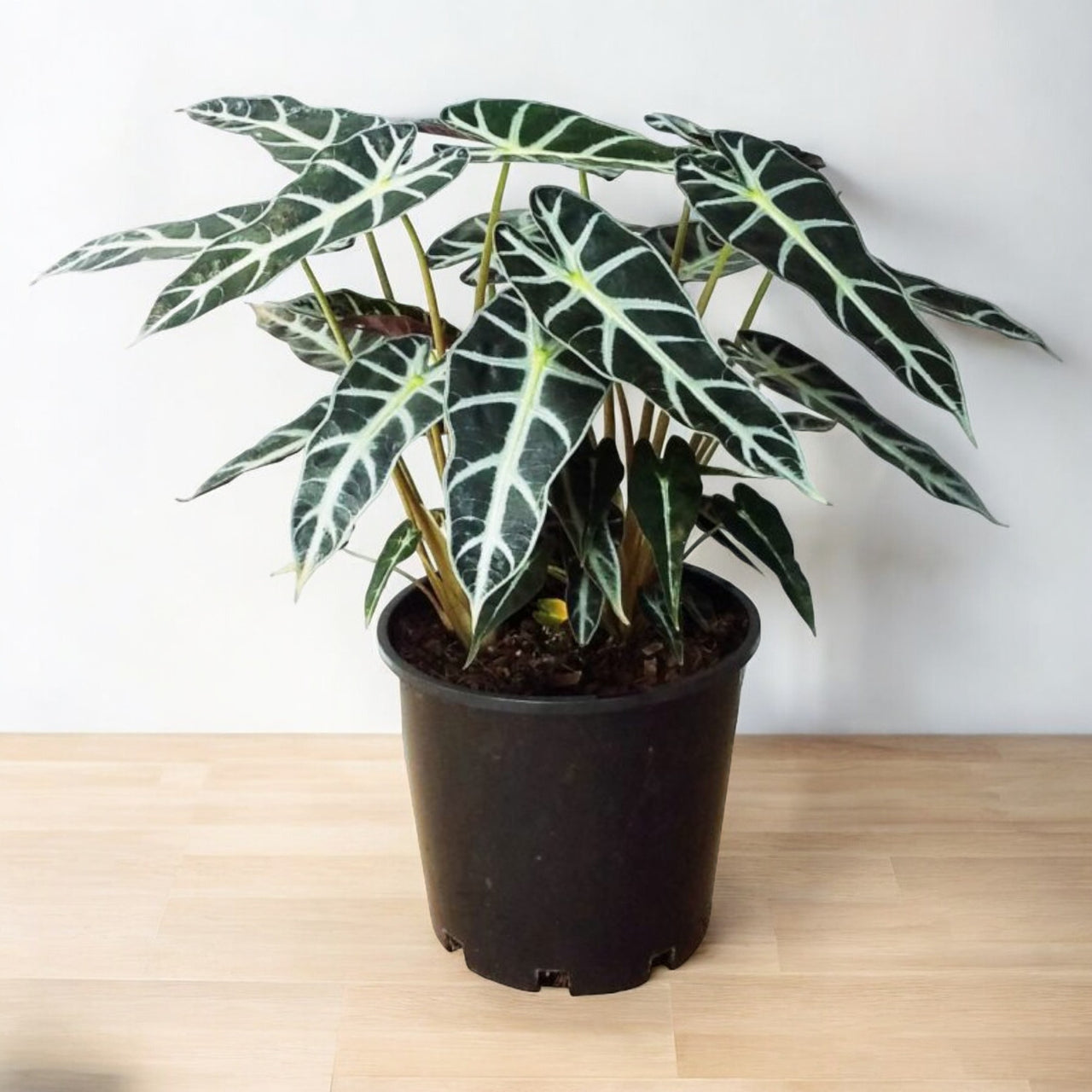 Alocasia Poly 40cm