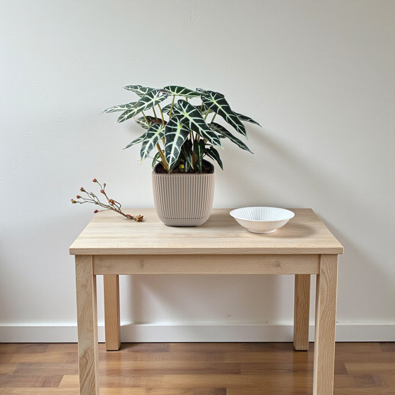 Alocasia Plant - Polly - African Mask - Elephant Ears