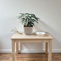 Alocasia Plant - Polly - African Mask - Elephant Ears