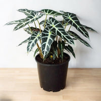 Alocasia Poly 40cm