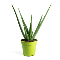 Aloe Vera Plant