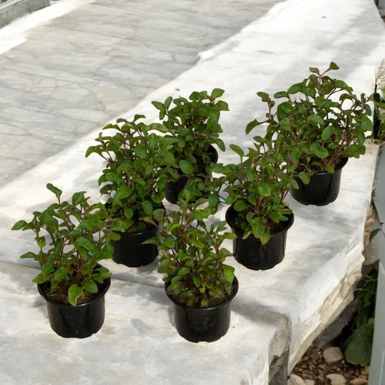 Alternanthera Red – Red Sessile Joyweed