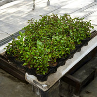 Alternanthera Red – Red Sessile Joyweed