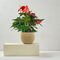 Anthurium Red Plant - Flamingo Lily